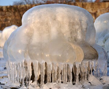 meduse_glaciaire