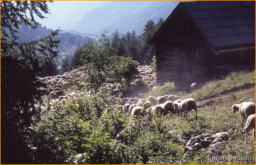 02 moutons laraux.jpg